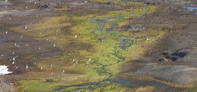 超新星 北极要迎巨变?如果猛犸象真的“复活”,还能适应北极环境吗?