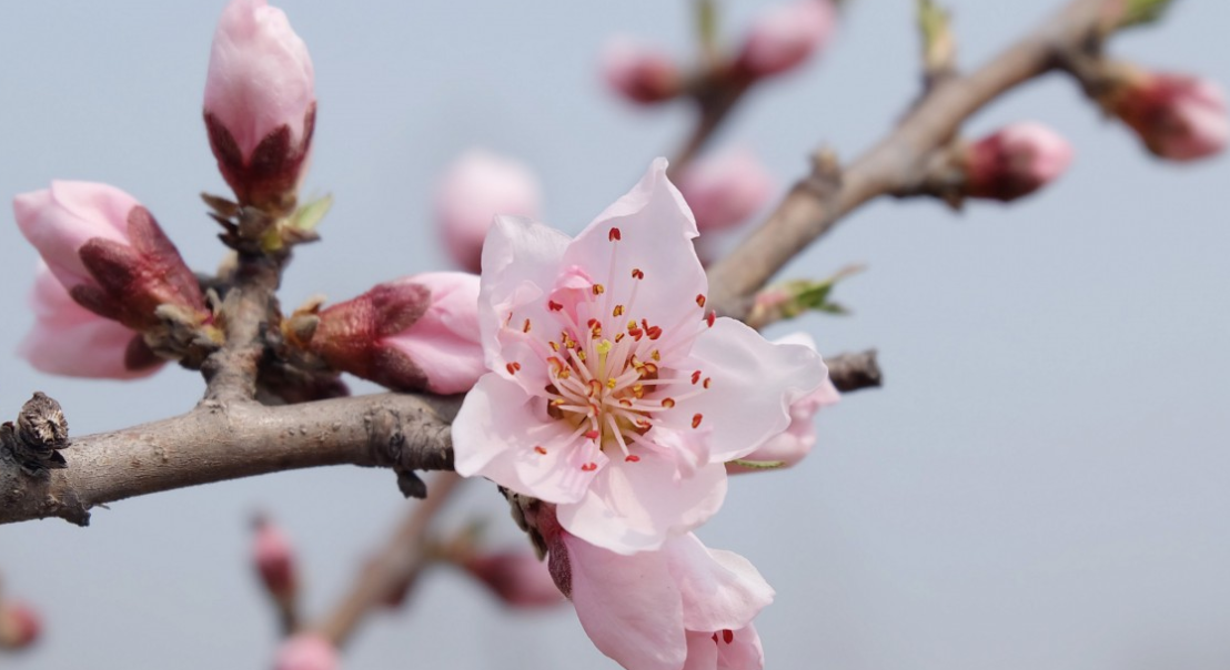 生肖|6月下旬，旧情人伤痕累累，却无法放下，3生肖不再徘徊，爱情继续