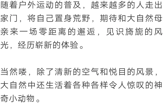 狮子 野外被动物咬？除了等死，你要了解这些求生技能