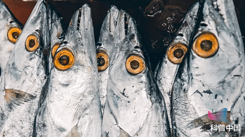 带鱼|带鱼皮越白越有营养？吃鱼眼能明目？很多人对此毫不知情