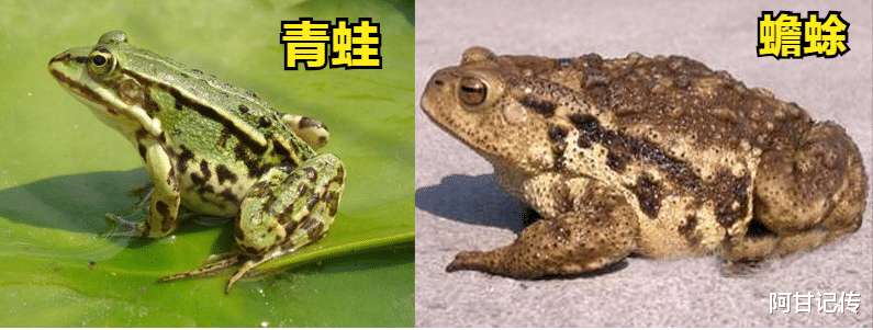 烤肉引发的致命危机,幼小儿童接连发病,医院都不知道中的什么毒