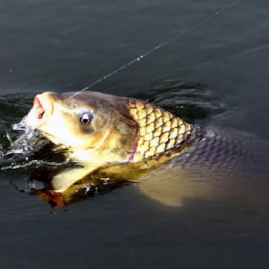 |黑坑偷驴掌握这些方法，渔获不比正钓差快来看看吧！——盛世三渔