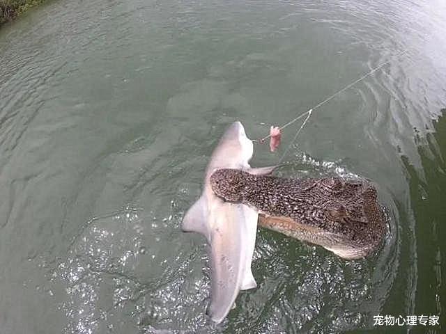 兽医|男子钓到1条鲨鱼打算收线拉上来，随后却剪断了鱼线：让给你好了