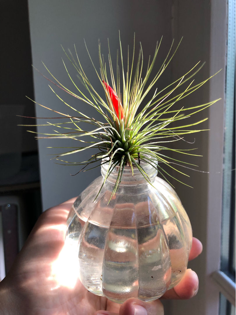 花百科|4种常见蔬果，可以自己水培的食物，自己种的就是香！