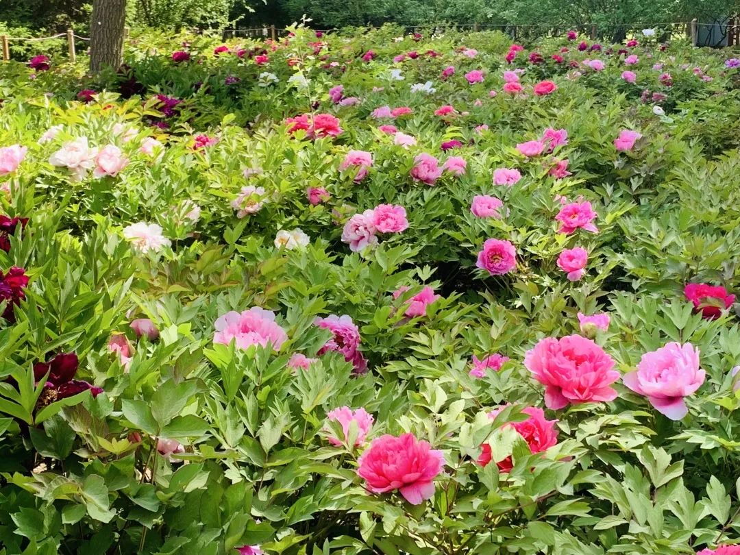 巴彦淖尔直通车 打卡！临河这里将新添一处百合花海