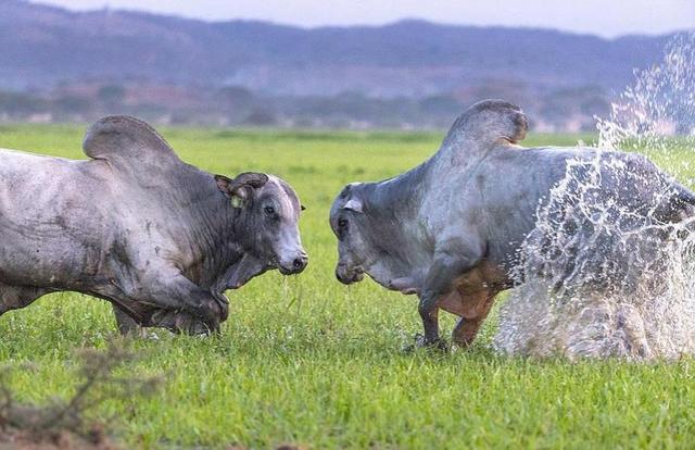 阿钟哥 清华姚班毕业！月薪5万！打光棍！初中毕业＂富二代＂拥20多位女友