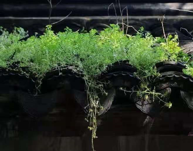 劢健康|处暑养生篇