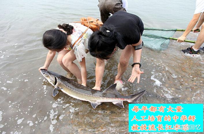 江村|男子钓到“中华鲟”引热议，专家称是外来鲟，其实真是中华鲟？