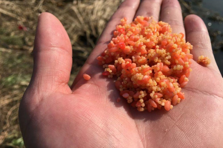 饵料|春钓时，没鱼口？不妨饵料中添一物，上鱼率那叫一个高，莫不信