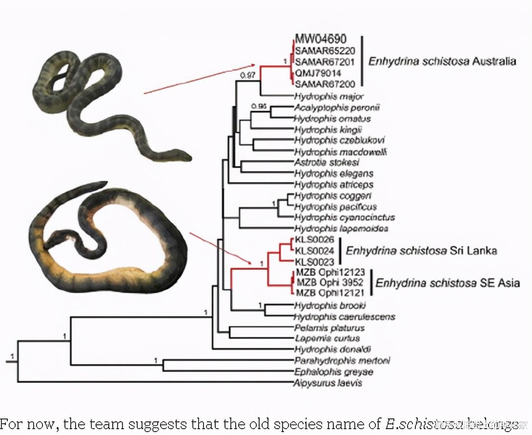 海蛇 “爱你才会咬你一口”!科学家称:海蛇咬人是因为它“看”上你了