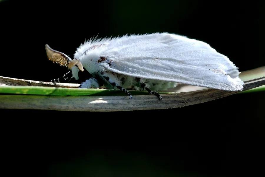 沧州城你不知道的事儿 任丘被列入“白蛾疫区”！