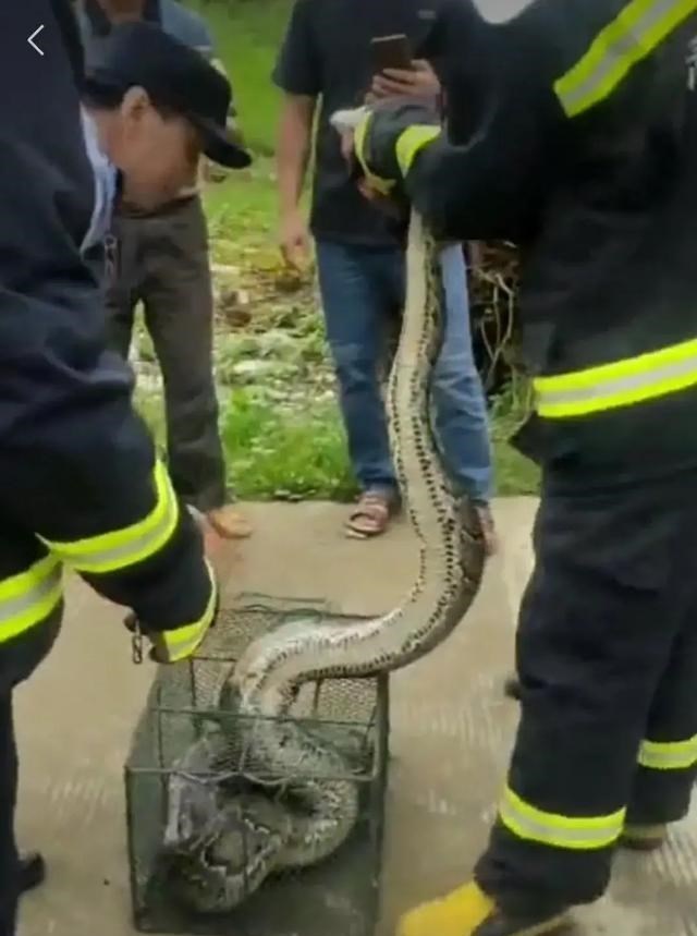 清影乱华裳 一蟒蛇疑似才吃了一只“清远走地鸡”肚子太大，盘踞在一农户屋顶