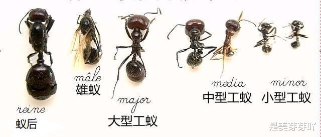 如果蚂蚁被带到离巢穴几公里远的地方，结果会如何？