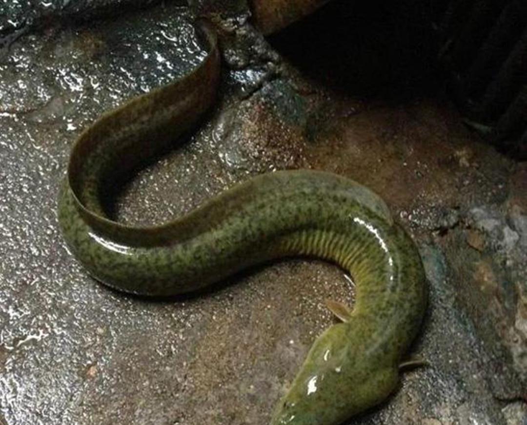 海洋生物 被天敌吞下肚子，也会奋力逃出生天，一起走近求生欲极强的动物