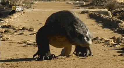 树懒 豆瓣评分9。9，几近完美的纪录片！树懒去相亲那段，把我笑安逸了