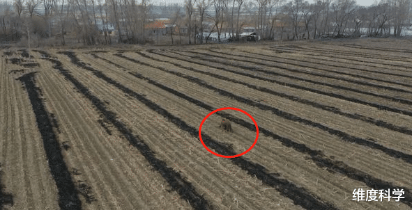 鼎晖 “完达山1号”再次出现在人类村落，人与动物之间的矛盾被揭开