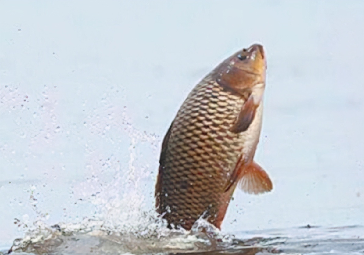 麝香|野钓干货:四个野钓鲫鱼的技巧,你知道几个?——盛世三渔