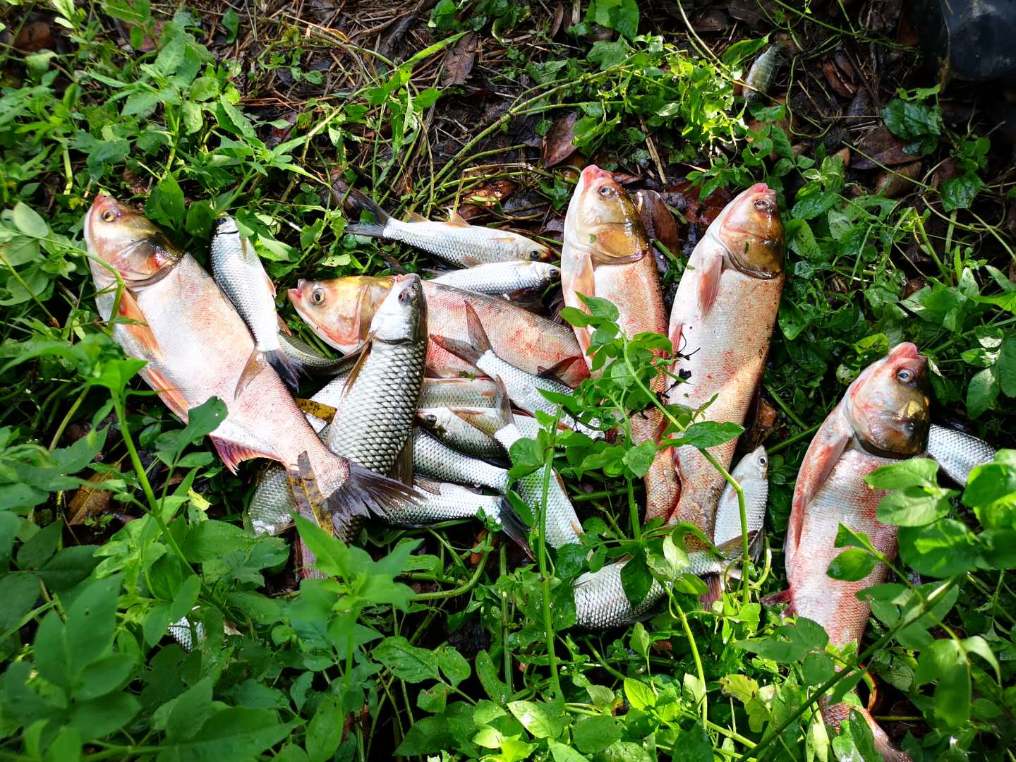 阴阳天|神仙难钓阴阳天？其实不然，目标和钓法选好一样钓