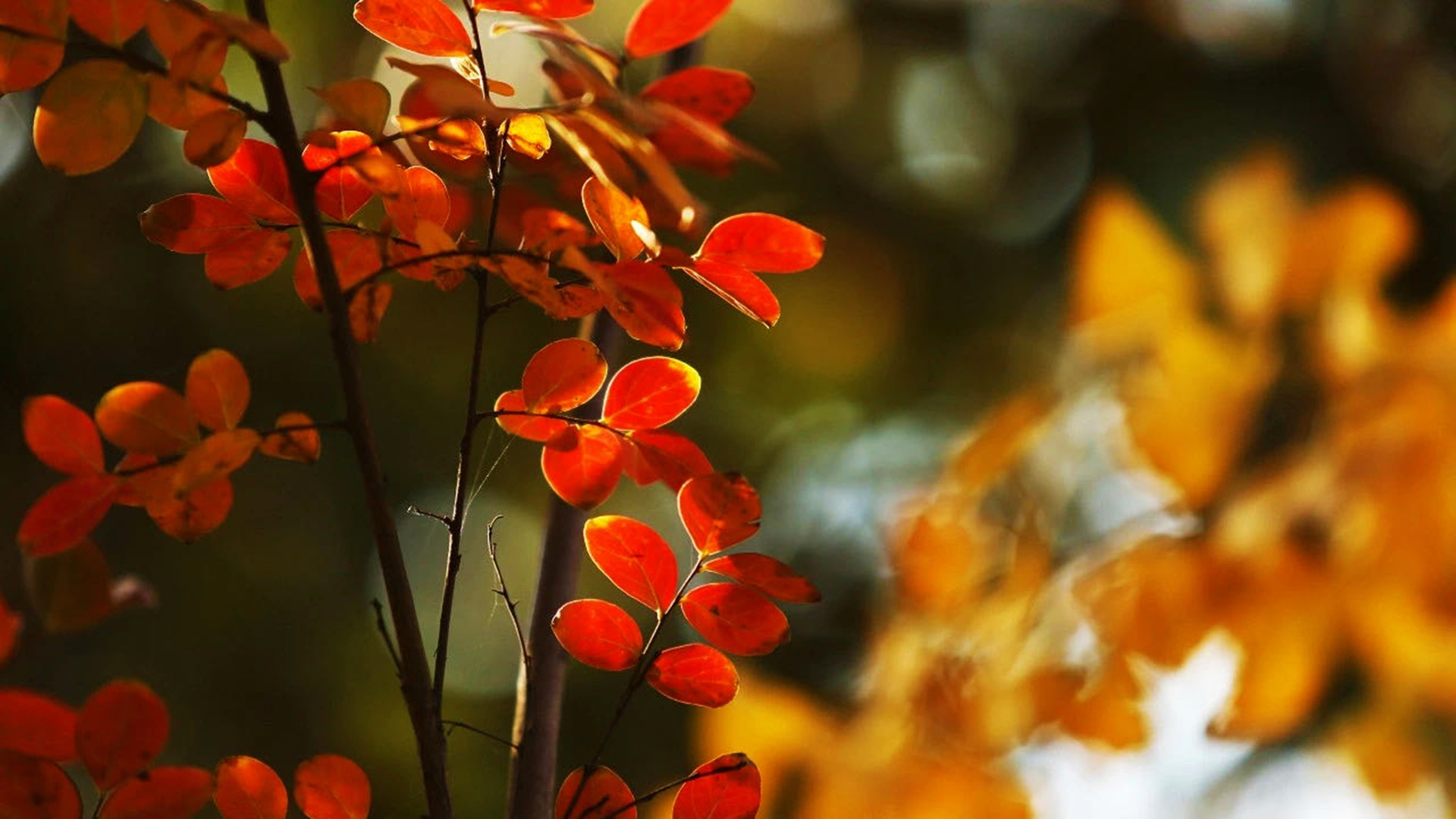 叶子星语|这个星座成熟又有气场，但也有孩子气的一面，与他相处切忌硬碰硬