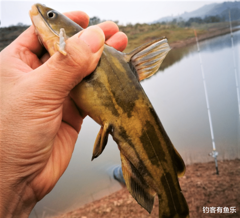 |钓什么鱼用什么饵，这几种鱼饵，是垂钓常见鱼类的经典饵料