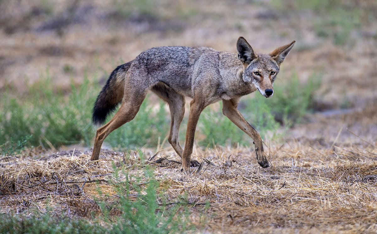 基因 美国有一种狼，为了能做到全国性分布，与狗攀成了亲家