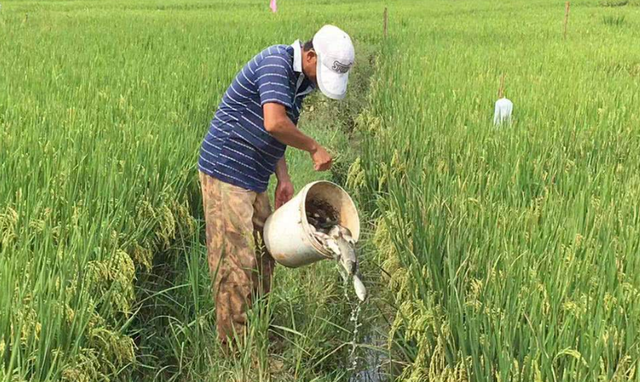 梵恩诗伊宁哥|曾在农村很流行的“稻田养鱼”，为何现在不火了？主要有3点原因