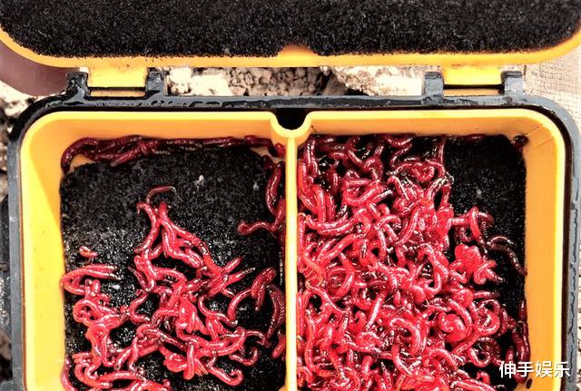 蝴蝶|红虫是寄生虫不能钓鱼？冬季这样用红虫作钓，渔获翻番