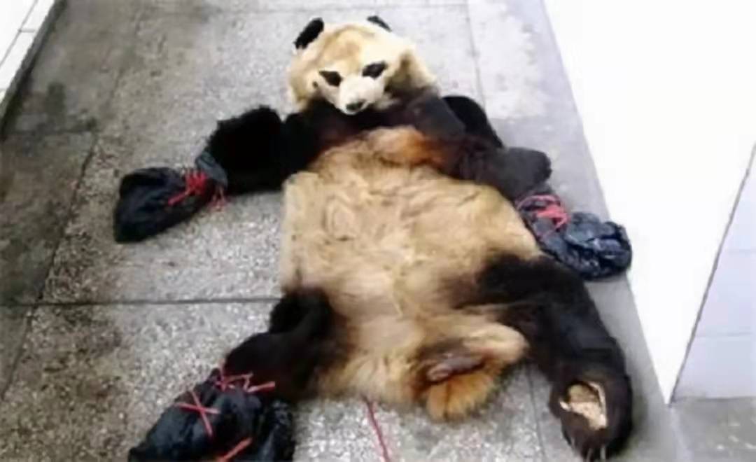2014年，云南兄弟因自家羊被咬死，残忍杀害大熊猫，哥俩下场如何