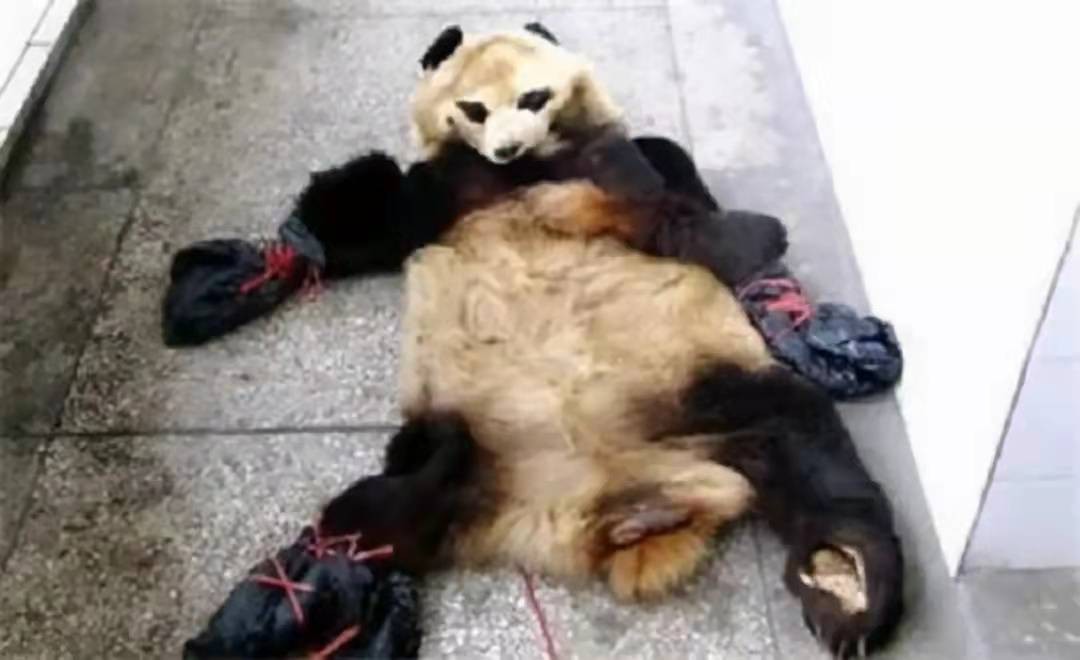 2014年,云南兄弟因自家羊被咬死,残忍杀害大熊猫,哥俩下场如何