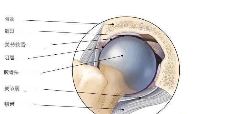 运动|练瑜伽，这些解剖常识你要知道（附28个常见体式解剖图）
