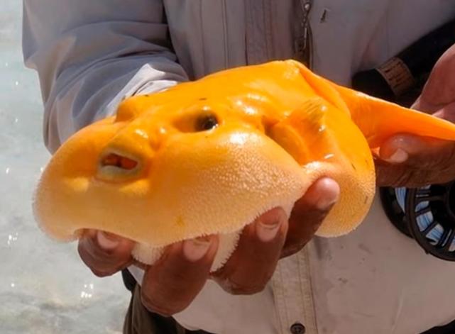  36张罕见的照片，感觉被大自然惊艳到了。