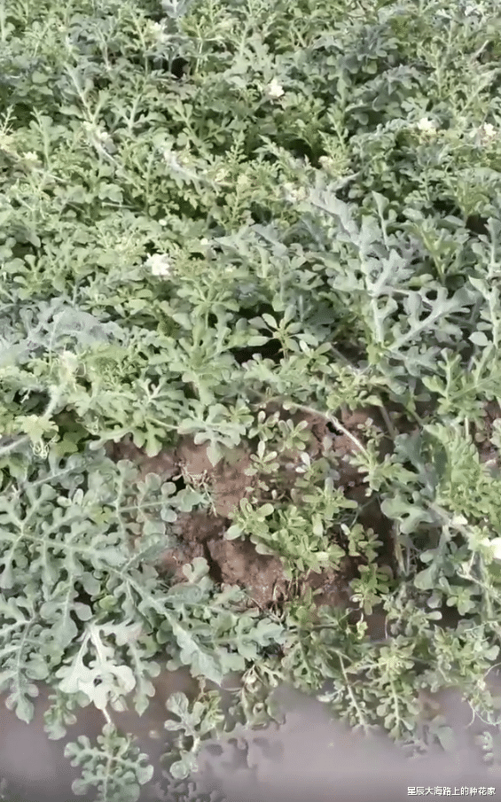 科学家 俄罗斯惊现诡异“鼠王”，5只老鼠尾巴交缠打死结，专家无法解释