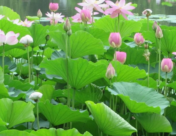 桃花朵朵开|6月份开始，贵人助力，4属相桃花朵朵开，顺利脱单