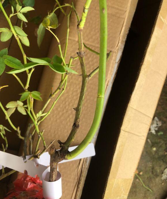 说说家装那点事儿|养月季,养的是时间,不能着急,1棵小苗,至少也要2年才成型