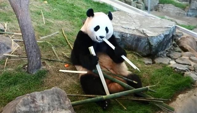 食铁兽 从凶猛的“食铁兽”变成以卖萌为生的国宝，熊猫究竟经历了什么？