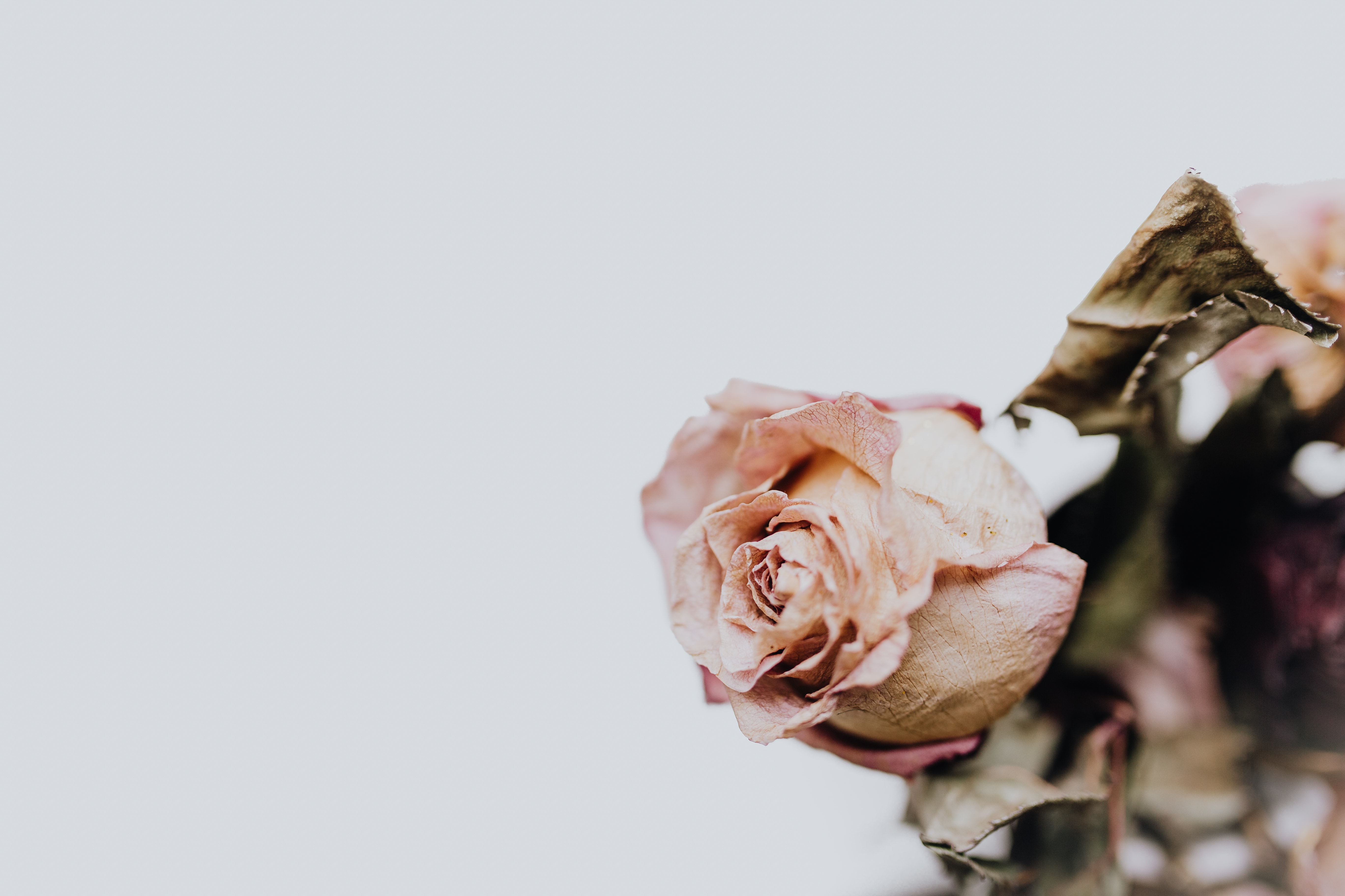 |有料职场01：在职场中结果和过程哪个更重要？