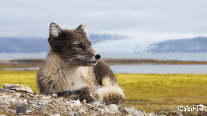 北极狐 北极狐可不都是白色的！