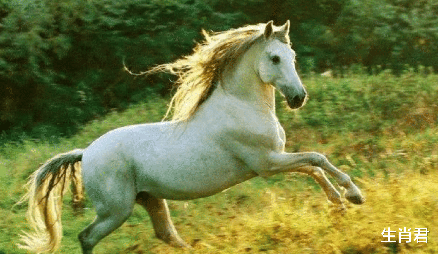 属马|未来20天，属马人事业持续走上坡路，在职场中开挂不是梦