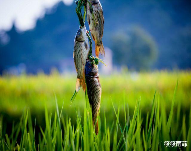 猫狗 农村老话“冻死不烤灯头火，饿死不吃猫叼饭”是什么意思，你怎么看？