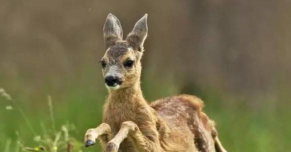 尼斯湖水怪 尼斯湖水怪真相来了？美国专家怀疑是只千年海龟，否定是蛇颈龙