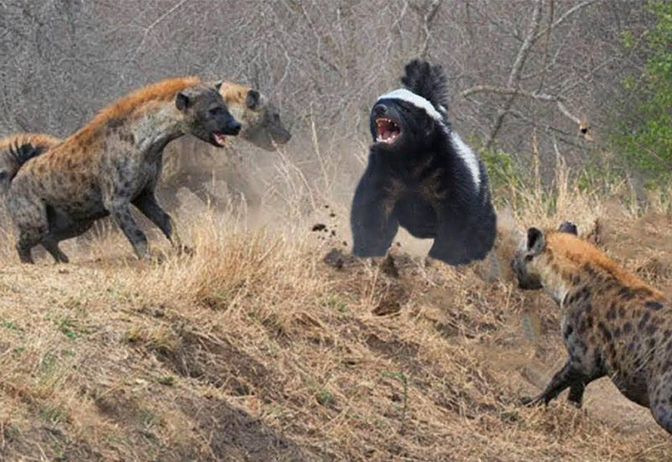 月球 雄性鬣狗的反转人生：从地位仅次于鬣狗首领到“工具人”