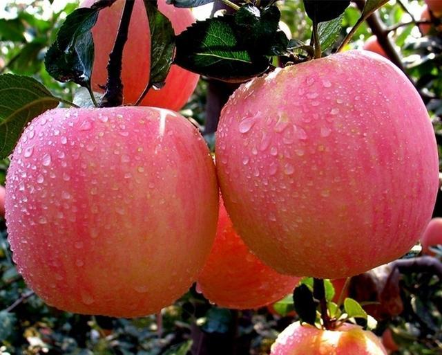 胃黏膜|早上空腹吃一个苹果,坚持下去,身体会发生什么变化呢?来了解下