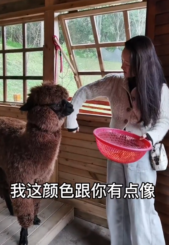 黄子韬|50岁杨钰莹和羊驼拥抱！抱菜篮亲手喂食不嫌脏，素颜皮肤透亮光滑