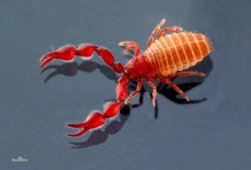 成哥看社会|5种巨大天牛昆虫，科学家还没发现的巨大幼虫，世界最大的伪蟑螂