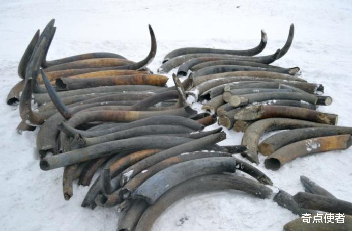 猛犸象 永冻土融化后，猛犸象牙被疯狂售卖，专家担心会复活远古病毒