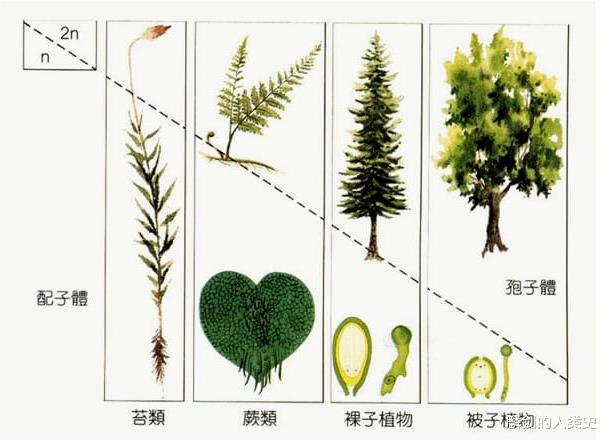 【地球生物全系列——植物篇】植物界概述(二)