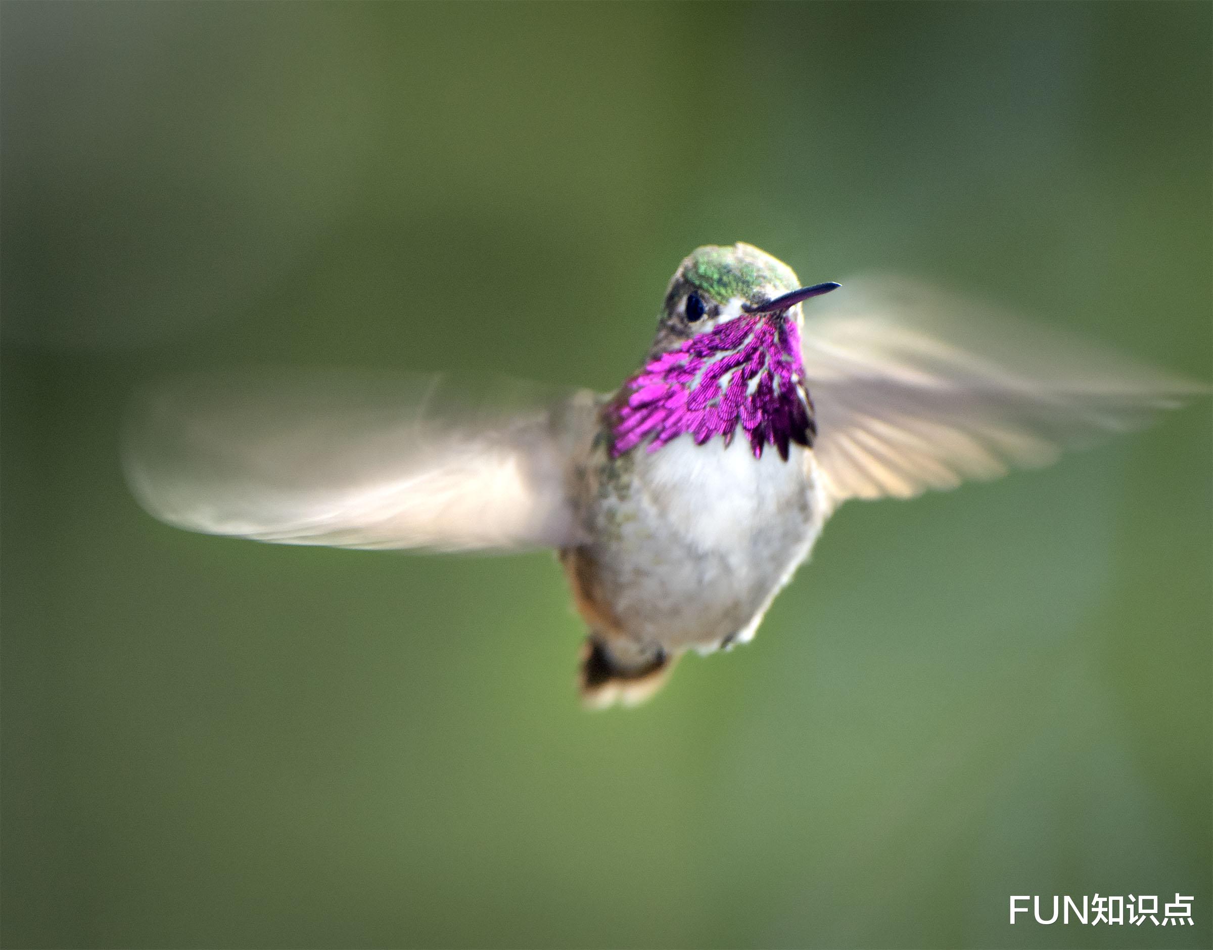  为了追求异性，体重仅3克的雄性星蜂鸟，在喉咙上“开了朵花”