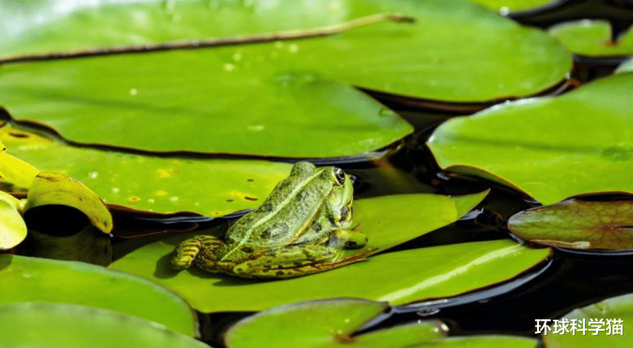 蚊子 花蚊子来中国不到50年，人们已无法乘凉，为何不能将它们消灭？