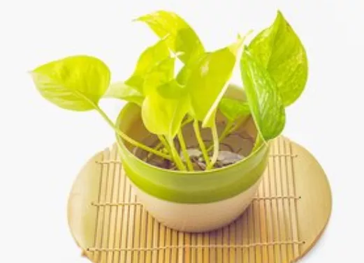 办公室|办公室哪些布置提升人际运