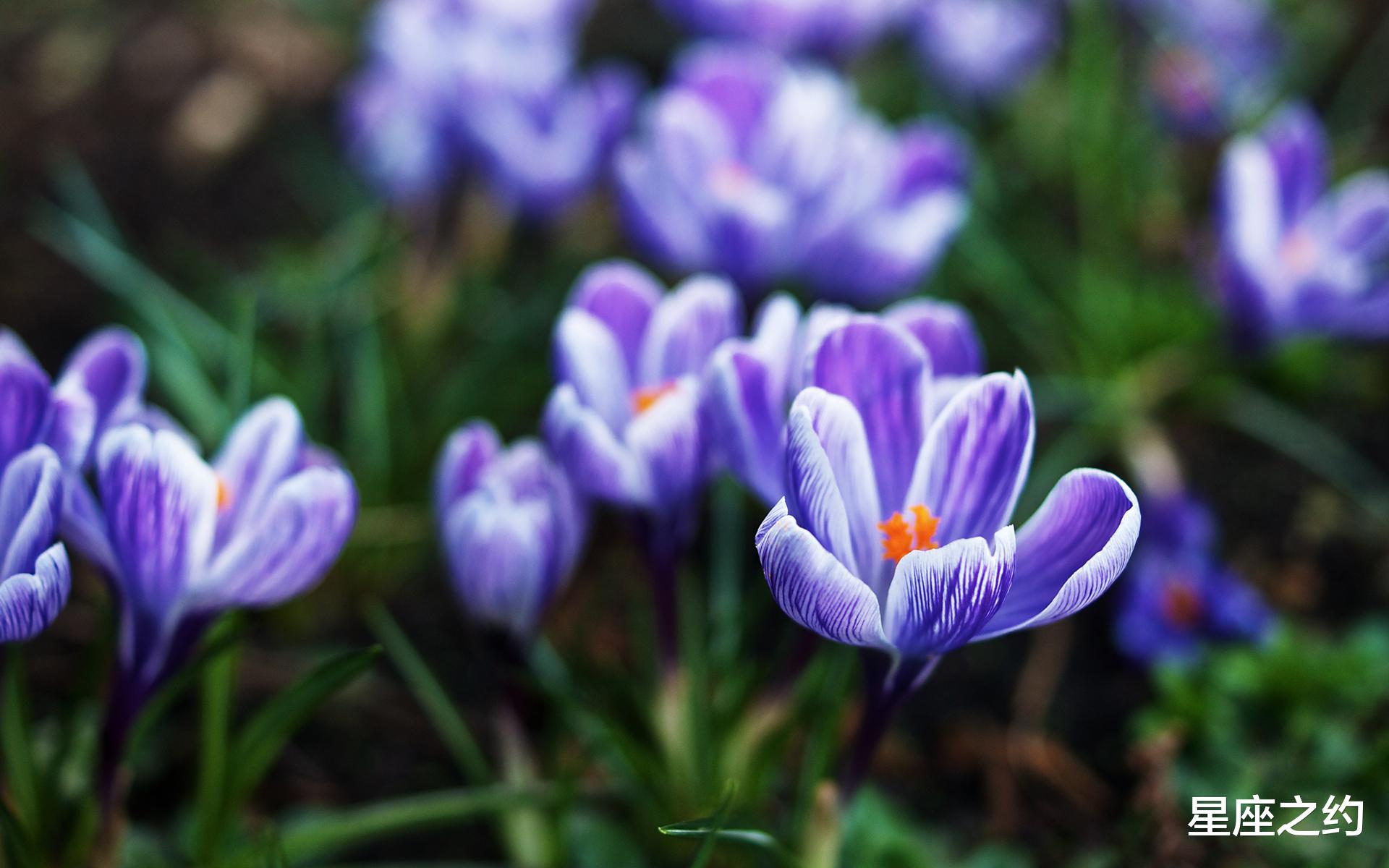 星座之约|8月2日-8日星座运势：金牛循序渐进，狮子积极主动，射手另眼相看